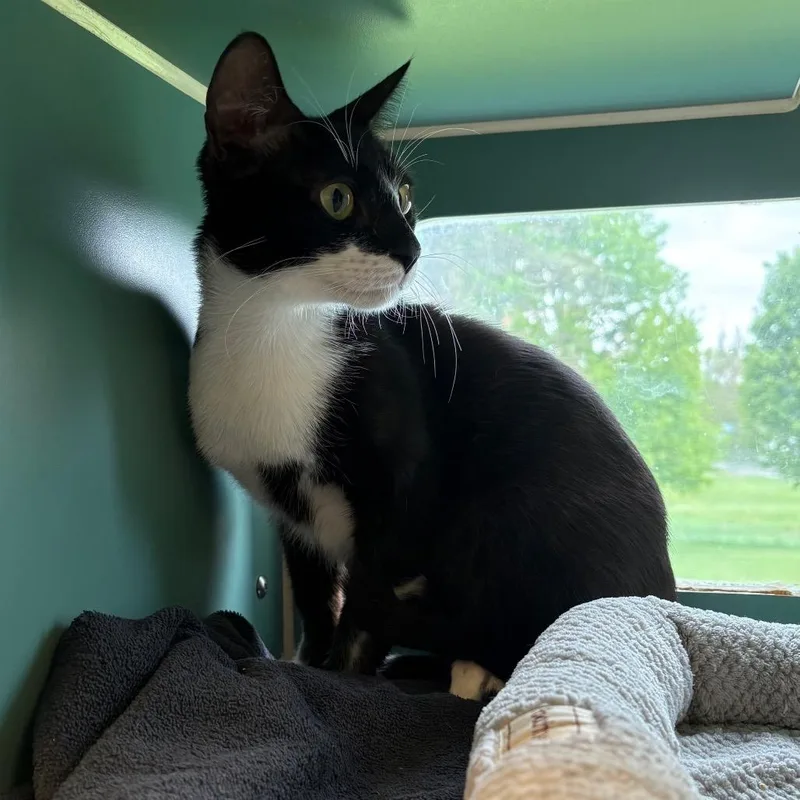 A young medium-sized female Black Domestic Short Hair cat named Roo for adoption in Morrisville, VT