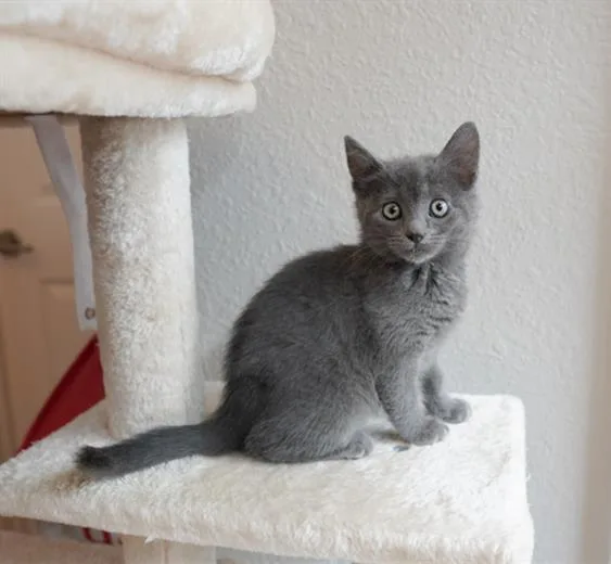 A baby small-sized female Domestic Short Hair cat named Pippi for adoption in Denver, CO