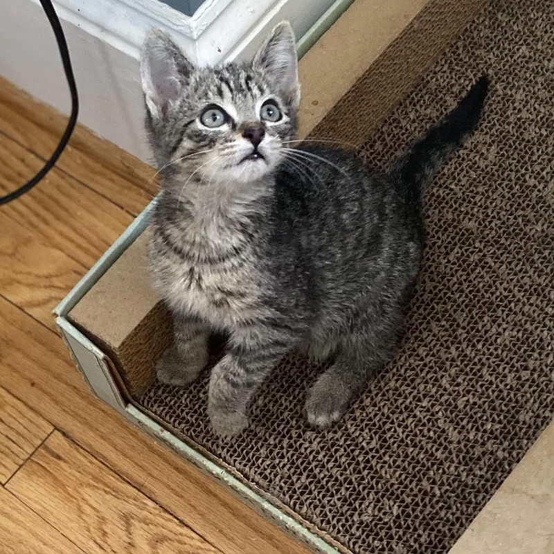 A baby small-sized male Brown / Chocolate Domestic Short Hair cat named Kevin for adoption in Woodbridge, VA