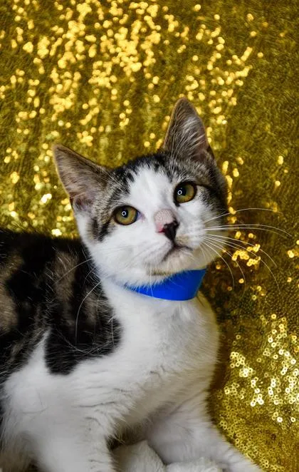 An adult small-sized male Domestic Short Hair cat named Lenny for adoption in Yakima, WA