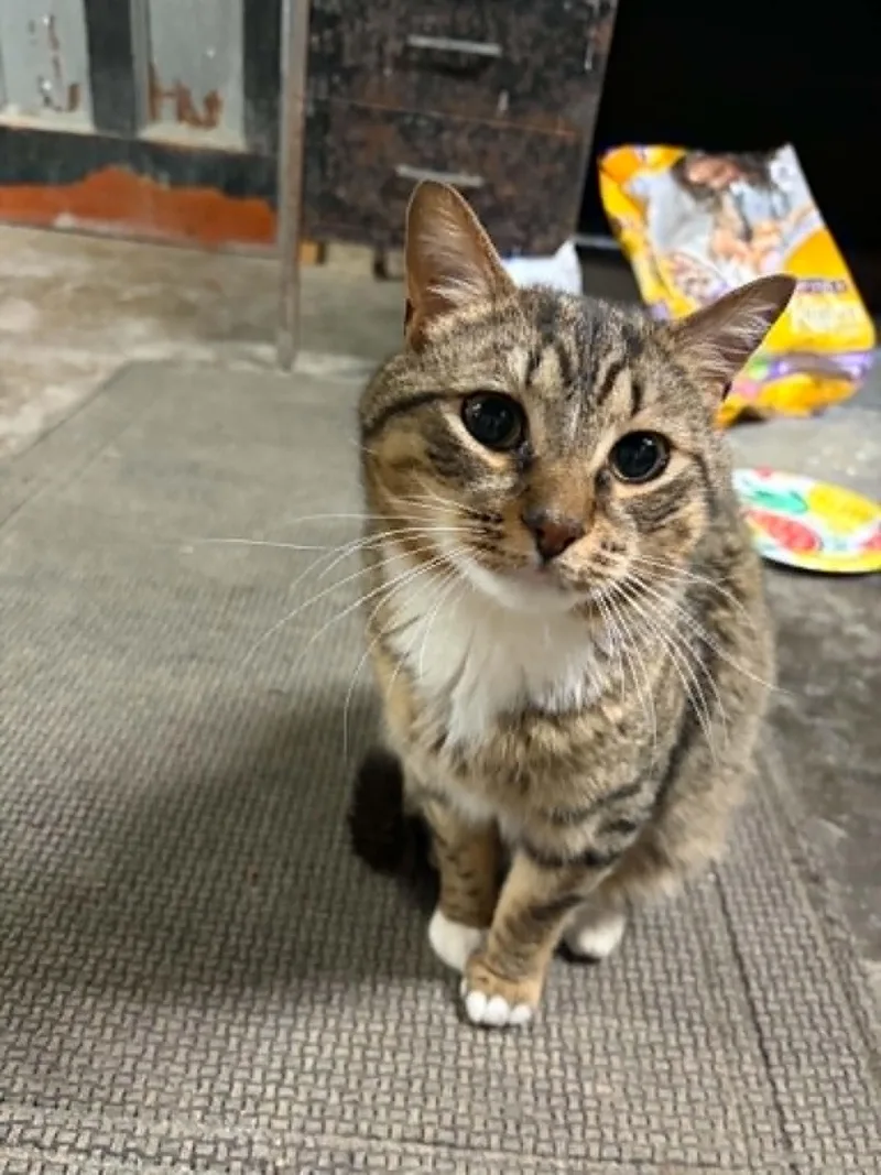A young medium-sized female Tabby (Gray / Blue / Silver) Domestic Short Hair cat named Ellie for adoption in Somerset, NJ