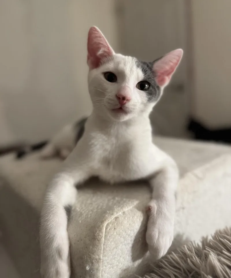 A young medium-sized male Gray / Blue / Silver Domestic Short Hair cat named Jackrabbit for adoption in North Babylon, NY