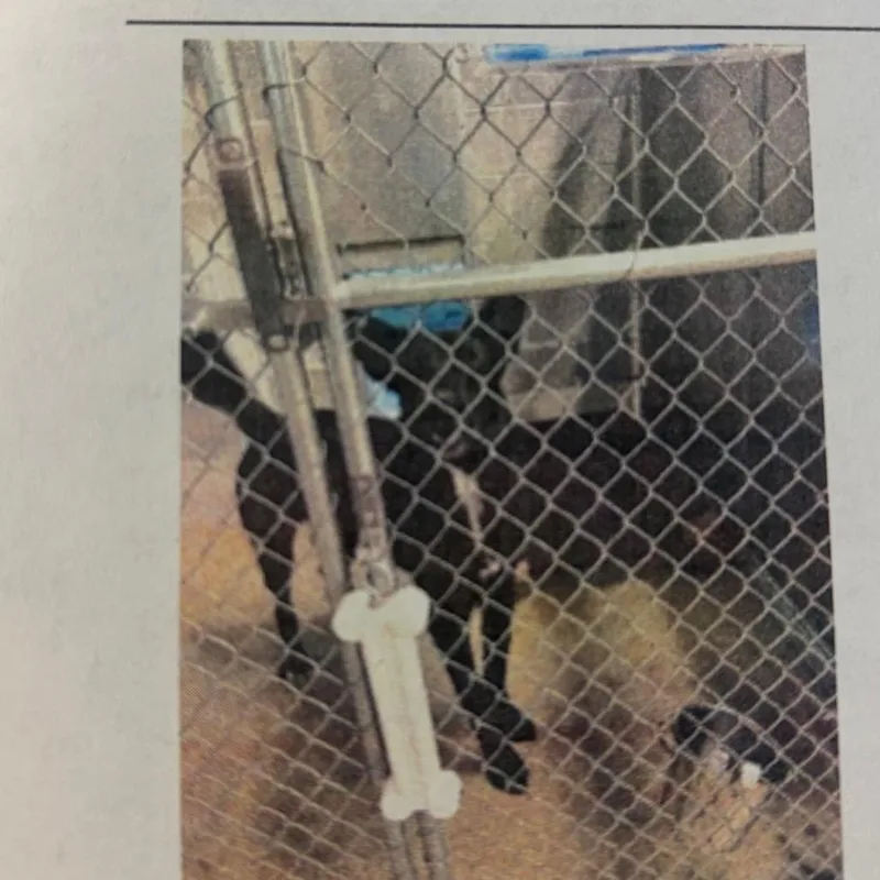 A young medium-sized male Black Shepherd dog named Egg for adoption in Lake Jackson, TX