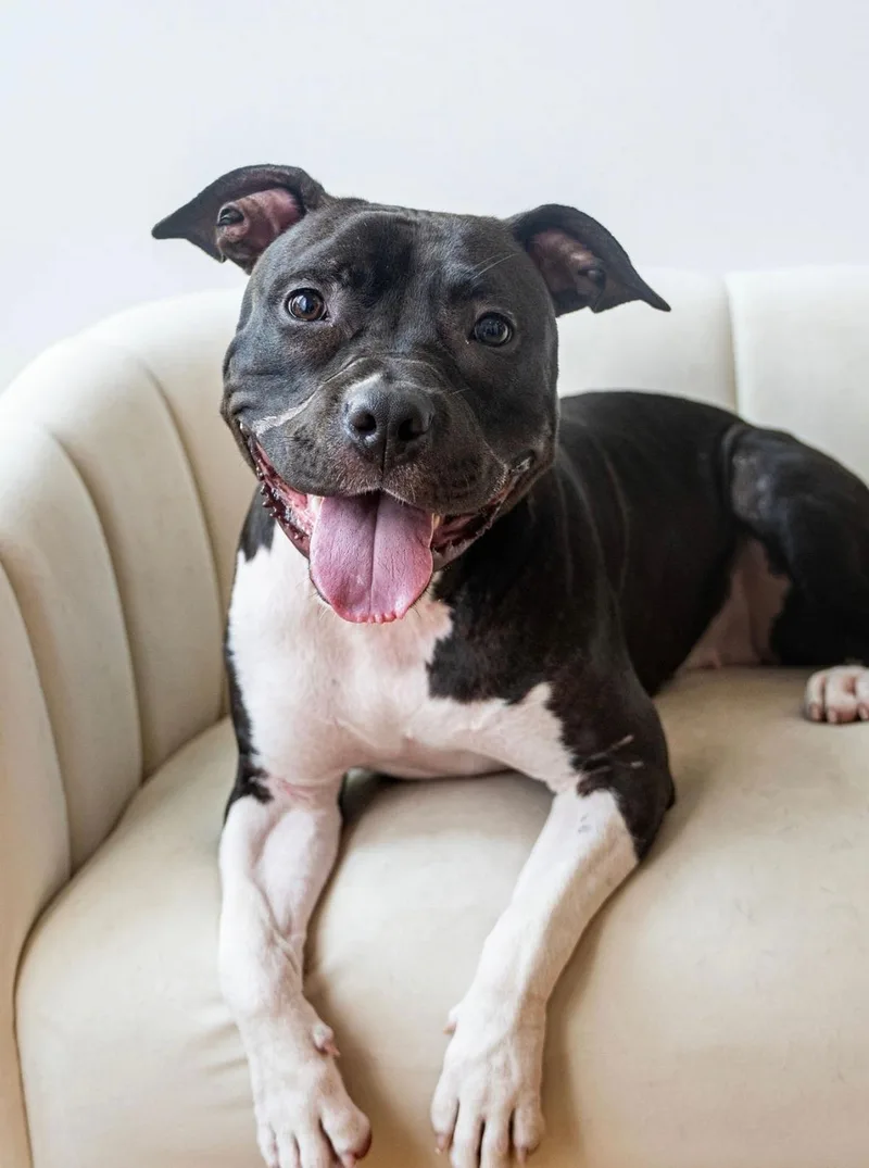 A young medium-sized female Black Mixed Breed dog named Ruby for adoption in Vassalboro, ME