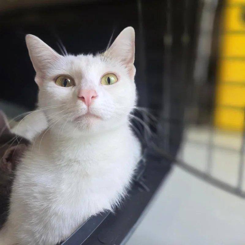 An adult medium-sized female Brown / Chocolate Domestic Short Hair cat named Anne for adoption in Houston, TX