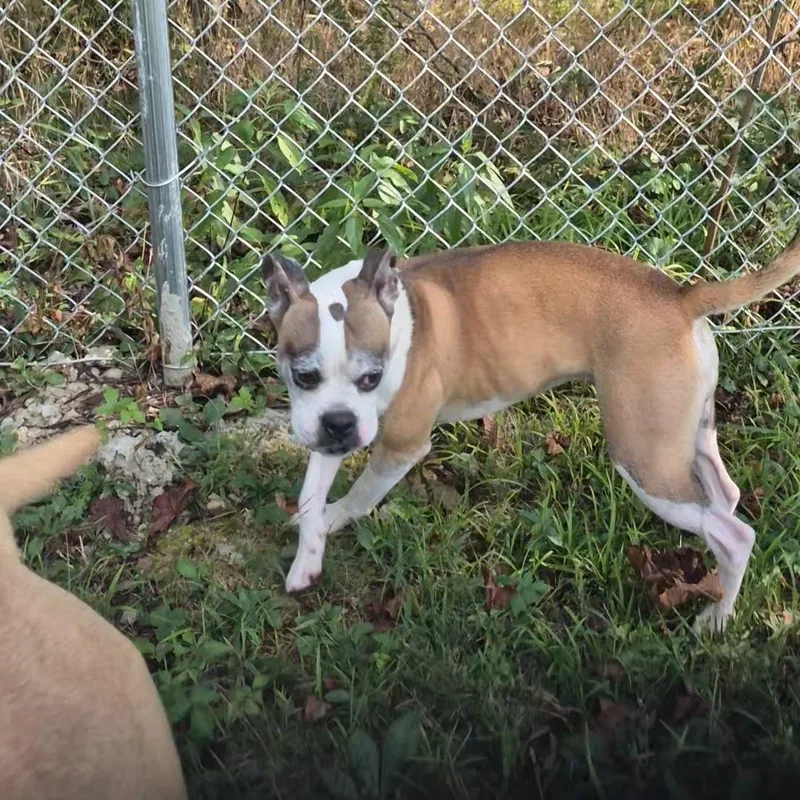 An adult small-sized female Tricolor (Brown, Black, & White) Boston Terrier dog named Abigail for adoption in Clay City, KY