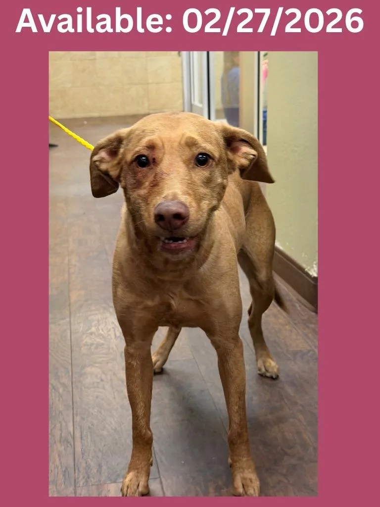 Dog Kennel  Seabee thumbnail 2