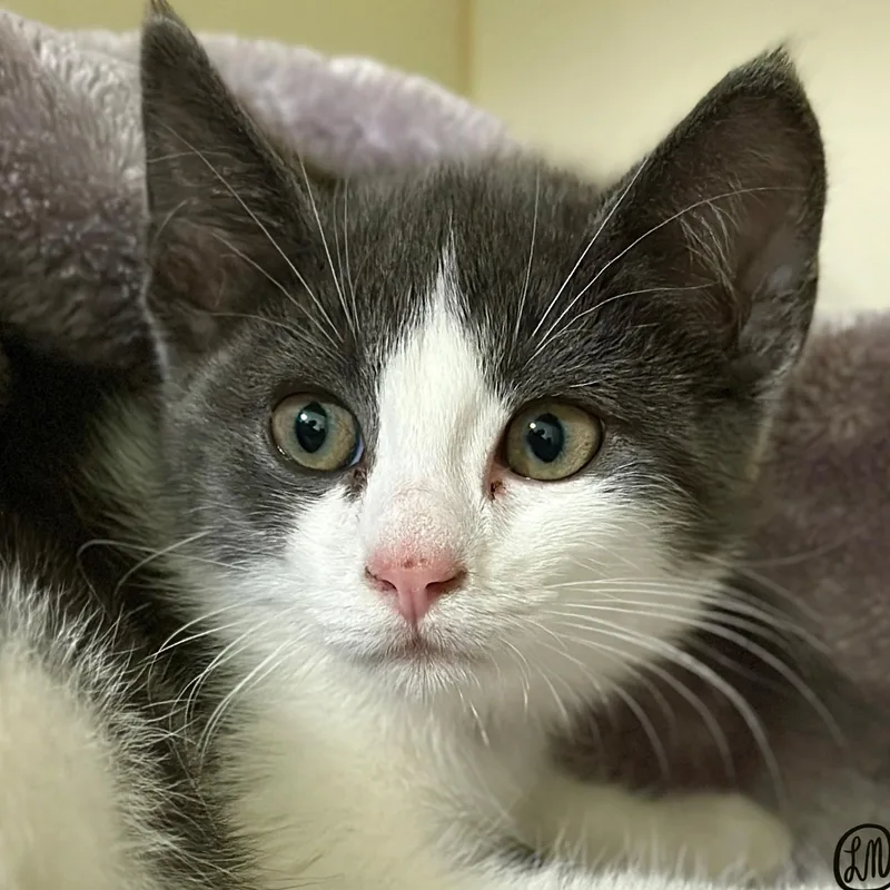A baby medium-sized male Gray & White Domestic Short Hair cat named Catfish Hunter for adoption in Victor, NY