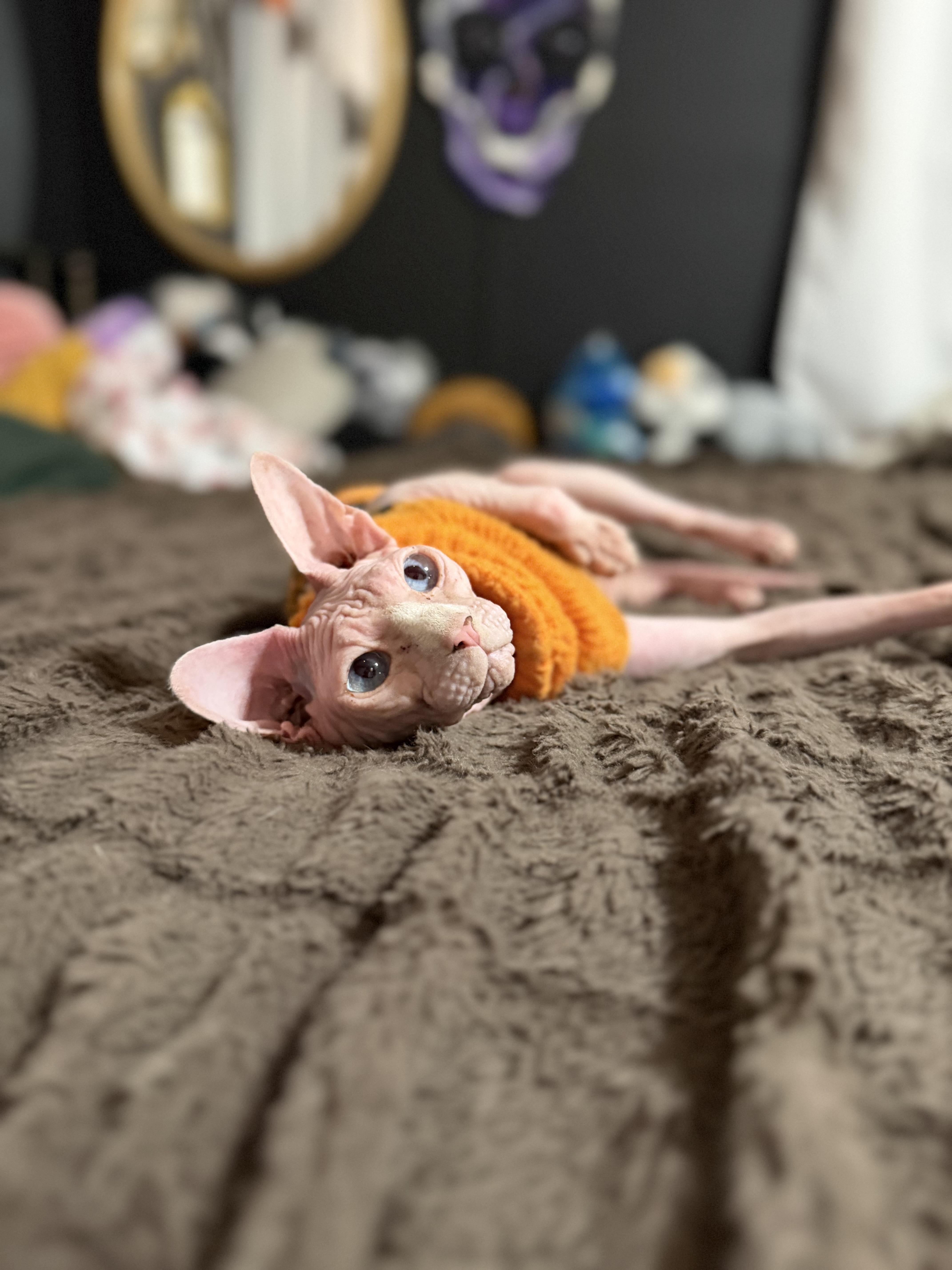 An adult medium-sized female Sphynx / Hairless Cat cat named Sobe for adoption in vero beach, FL