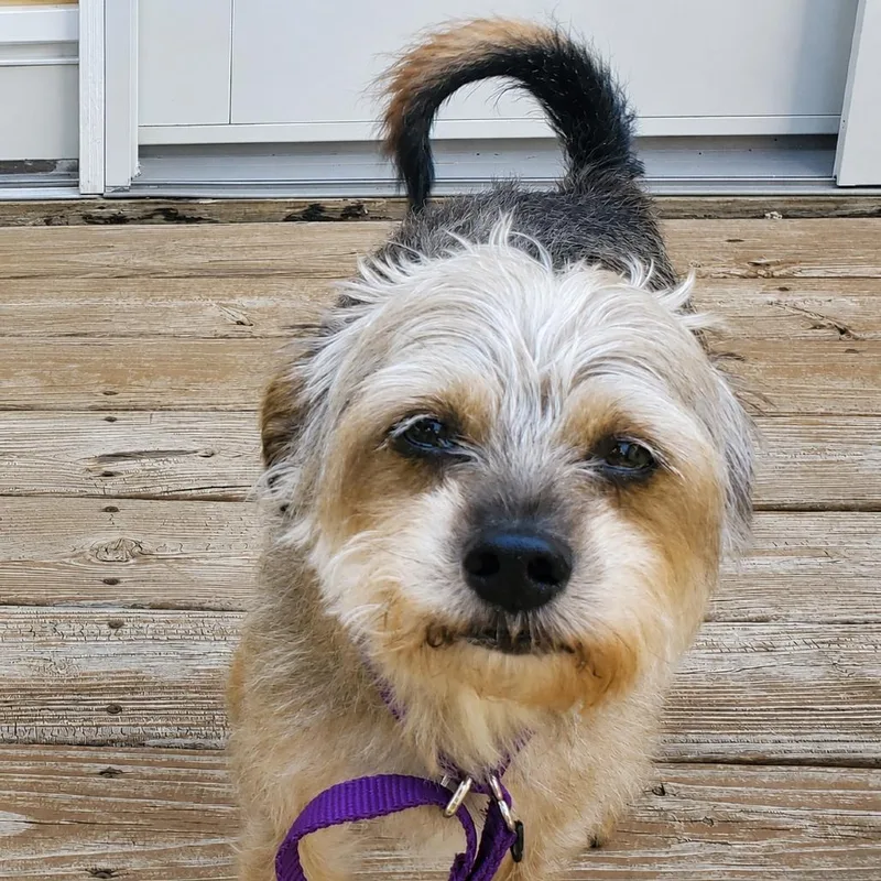 A senior small-sized male Brown / Chocolate Mixed Breed dog named Bingo for adoption in Rochester, MN