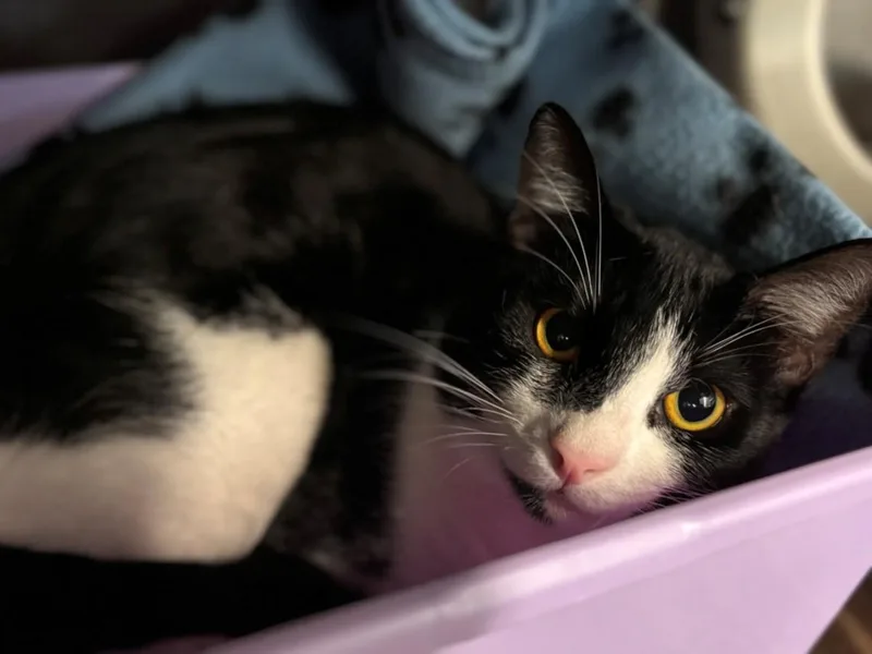 A young medium-sized male Domestic Short Hair cat named Spot for adoption in Houston, TX
