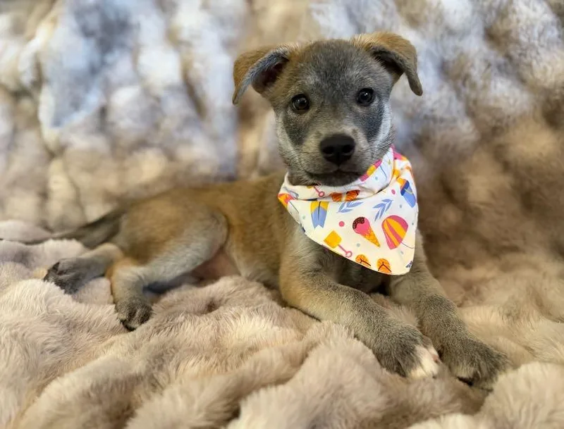 A baby medium-sized female Shepherd dog named Wiley for adoption in Redwood City, CA