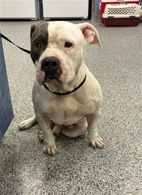 An adult large-sized male Mixed Breed dog named Roland for adoption in Palmetto, FL
