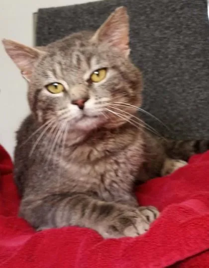 An adult medium-sized male Gray / Blue / Silver Domestic Short Hair cat named Bud for adoption in Waupaca, WI