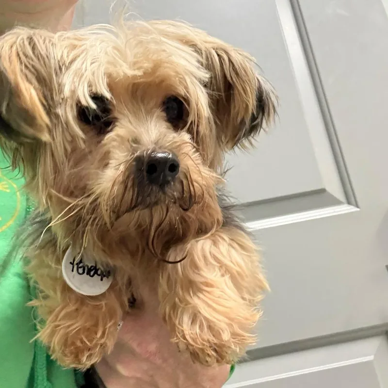 An adult small-sized female Yellow / Tan / Blond / Fawn Yorkshire Terrier dog named Penelope for adoption in Normal, IL