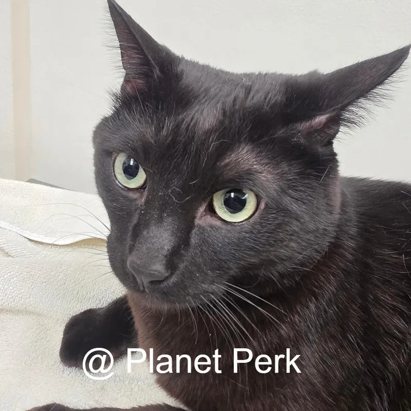 An adult large-sized male Black Domestic Short Hair cat named Bruce for adoption in Oshkosh, WI