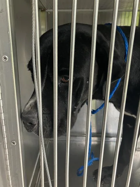 An adult large-sized male Mixed Breed dog named Banks for adoption in Dallas, TX