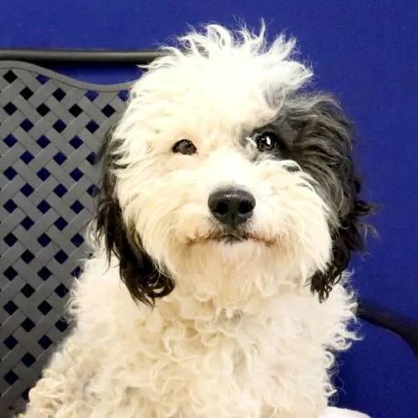 An adult small-sized female Poodle dog named Chloe for adoption in Fort Davis, TX