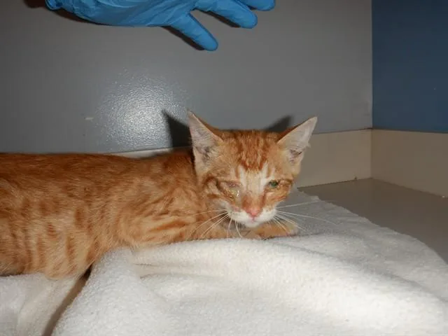 A baby small-sized female Domestic Short Hair cat named Rosie for adoption in San Jose, CA