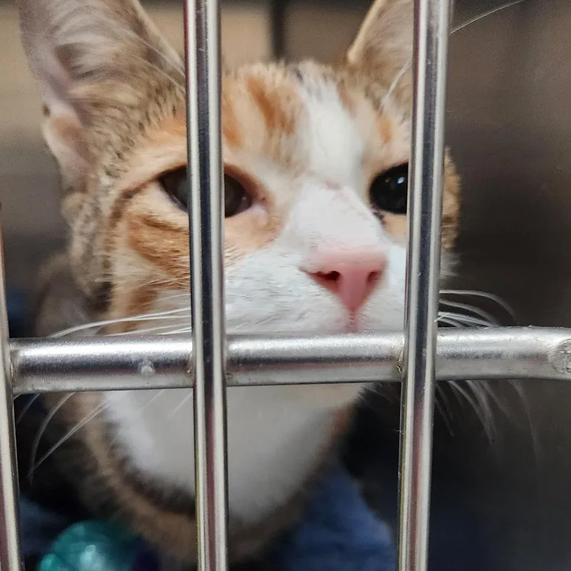 A young small-sized female Calico Domestic Short Hair cat named Freya C for adoption in Corsicana, TX