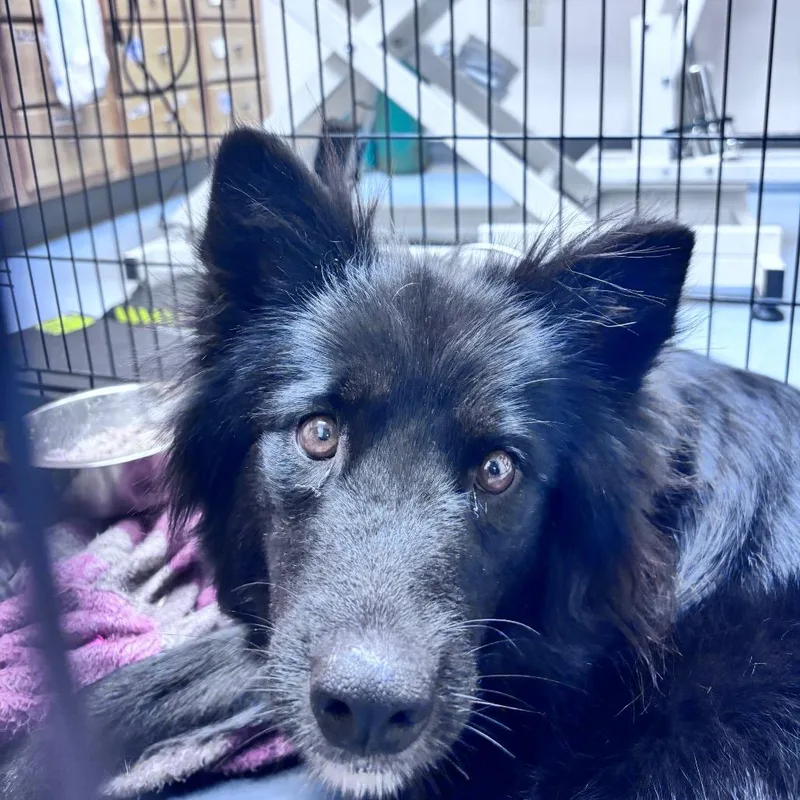 An adult medium-sized female Black Mixed Breed dog named Gypsy for adoption in Bismarck, ND