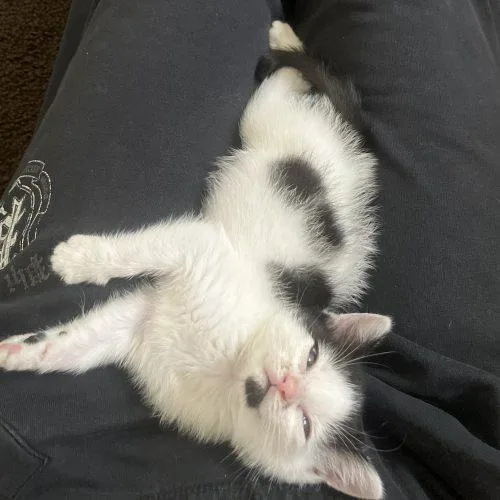 A baby small-sized female Domestic Short Hair cat named Moo for adoption in Seven Valleys, PA