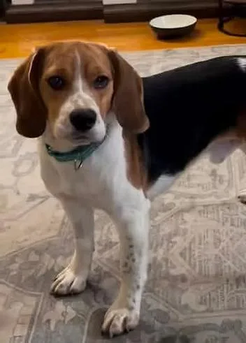 An adult medium-sized male Beagle dog named Dr. Doofenschmirtz for adoption in Racine, WI