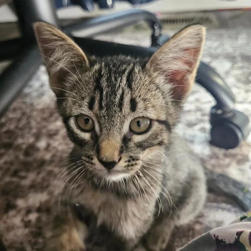A baby small-sized male Brown / Chocolate Domestic Short Hair cat named Andy Dwyer for adoption in Eagle Mountain, UT