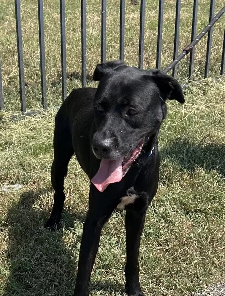 An adult medium-sized male Black Labrador Retriever dog named Johnnie for adoption in Horn Lake, MS