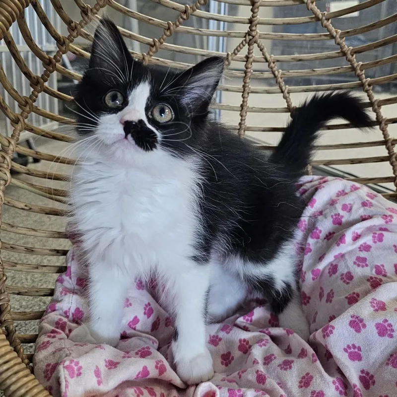 A baby small-sized female Black Domestic Long Hair cat named Vera for adoption in Monroe, MI