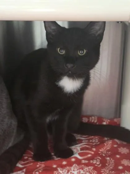 An adult small-sized male Domestic Short Hair cat named Lafayette for adoption in Missoula, MT