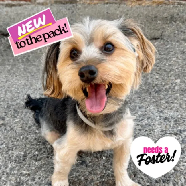 An adult small-sized male Tricolor (Brown, Black, & White) Yorkshire Terrier dog named Calvin for adoption in Valley Village, CA