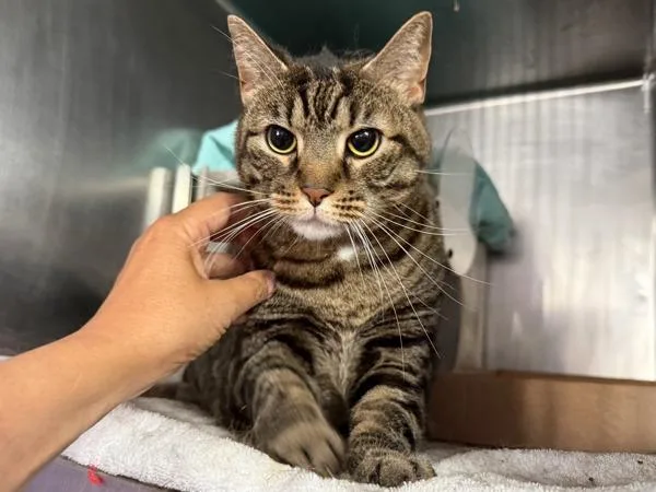 An adult large-sized female Domestic Short Hair cat named Lulu for adoption in New York, NY