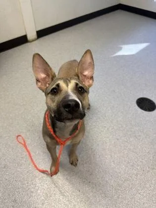 A young medium-sized female Yellow / Tan / Blond / Fawn Mixed Breed dog named Spooky for adoption in Roseburg, OR