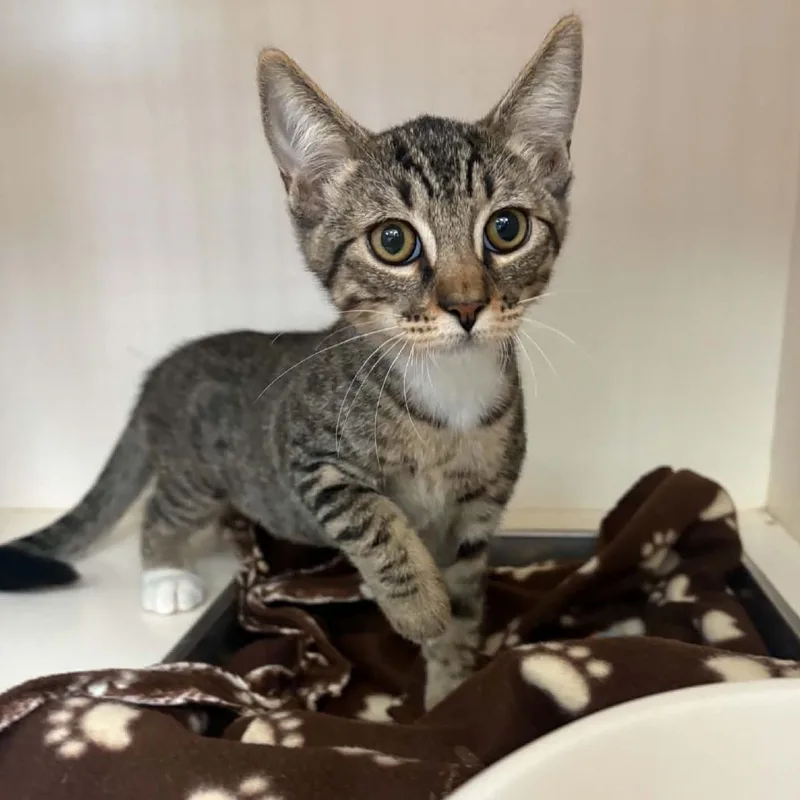 A baby small-sized female Brown / Chocolate Domestic Short Hair cat named Ash Chino Hills for adoption in Chino Hills, CA