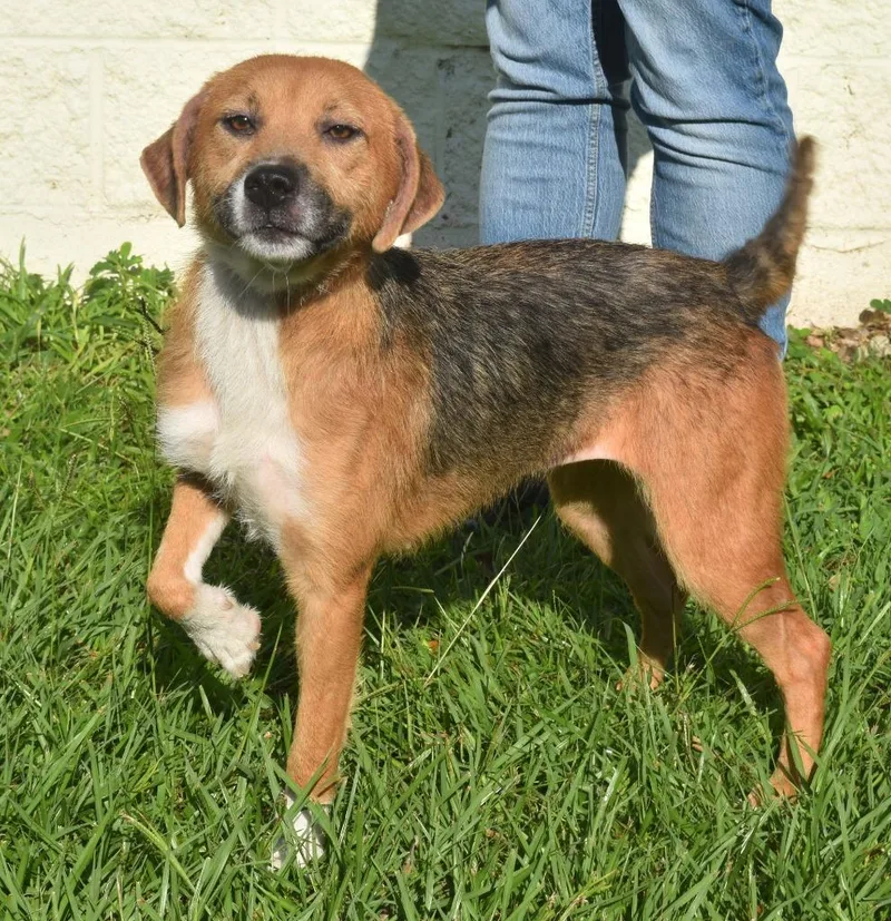 A young medium-sized female Mixed Breed dog named Etnie for adoption in Kingsland, GA