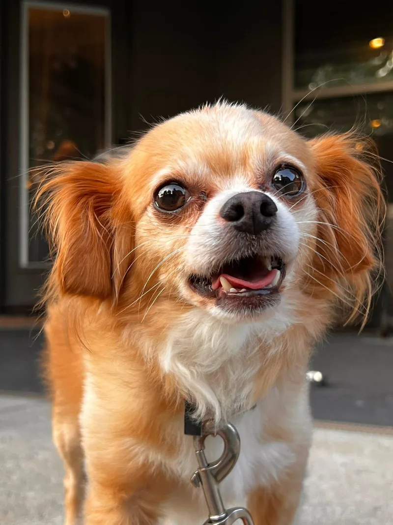 An adult small-sized male Red / Chestnut / Orange Chihuahua dog named Simba for adoption in Tyler, TX