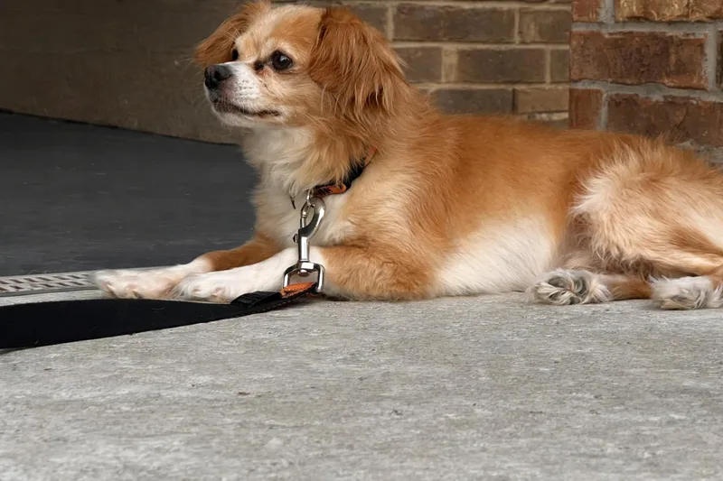Simba thumbnail 2