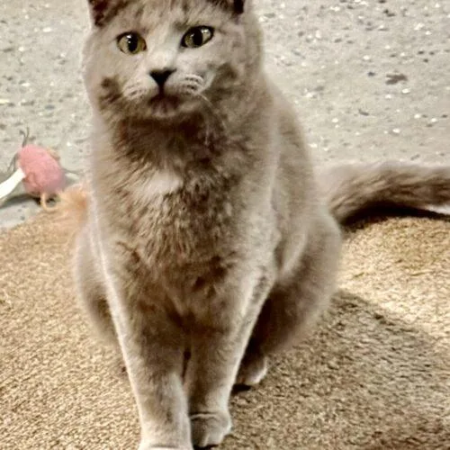 Two Gals thumbnail 3