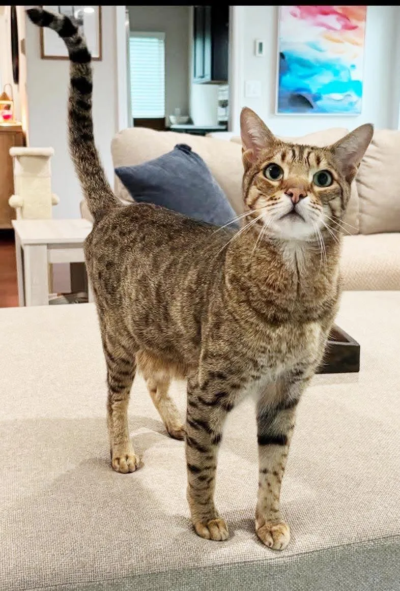 An adult medium-sized male Tabby (Leopard / Spotted) Savannah cat named Miles PUREBRED epic for adoption in Bedford Hills, NY