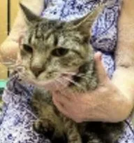 A baby medium-sized female Tabby (Buff / Tan / Fawn) Domestic Short Hair cat named Louise for adoption in Cincinnati, OH