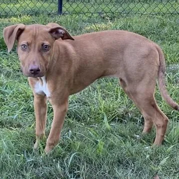 A baby medium-sized female Pit Bull Terrier dog named Margo for adoption in East Hanover, NJ