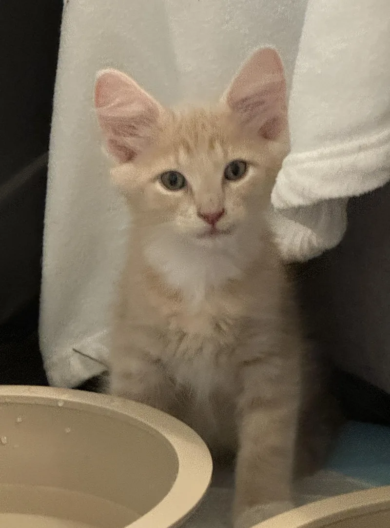 A baby medium-sized male Orange & White Tabby cat named Leo for adoption in Noble, OK