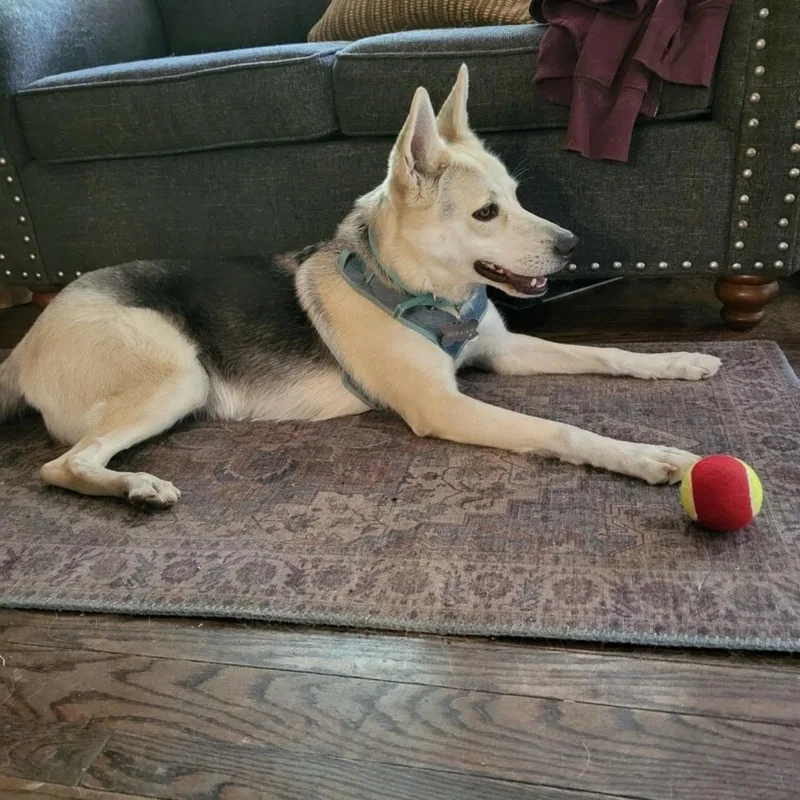 An adult medium-sized female German Shepherd Dog dog named Sammie a lover! for adoption in Tallulah, LA