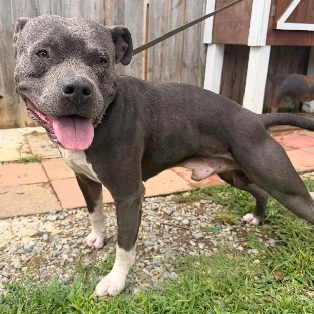 An adult large-sized male Gray / Blue / Silver Pit Bull Terrier dog named Bubbles for adoption in Trenton, GA