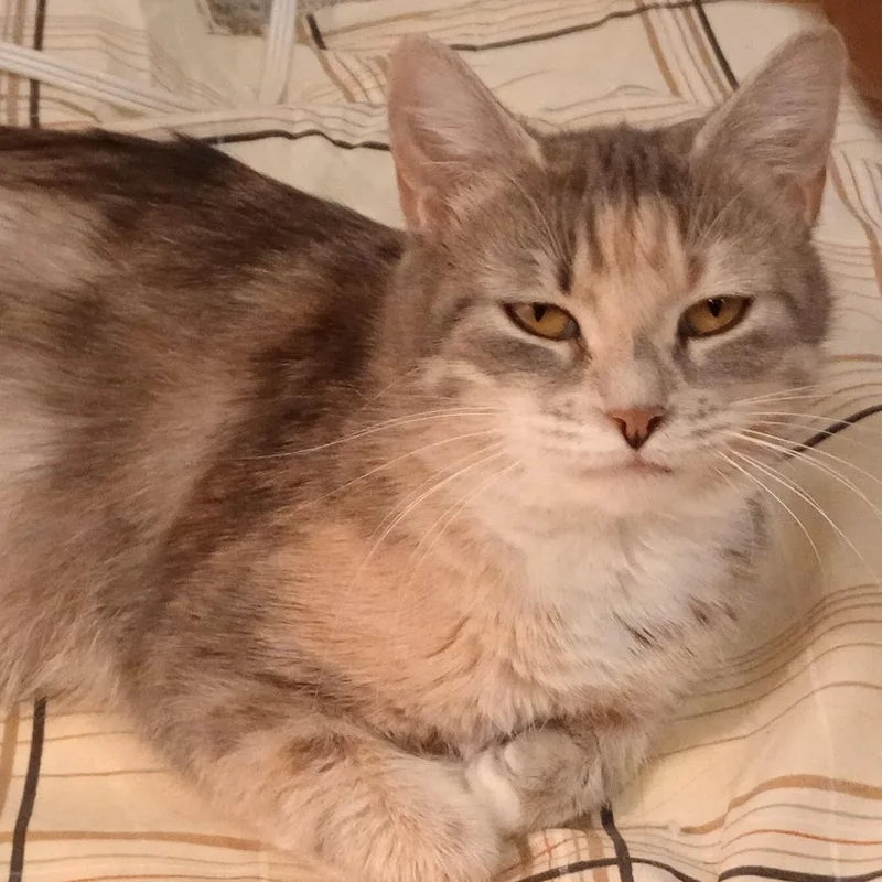 A young large-sized female Domestic Short Hair cat named Lillie for adoption in Cumming, GA