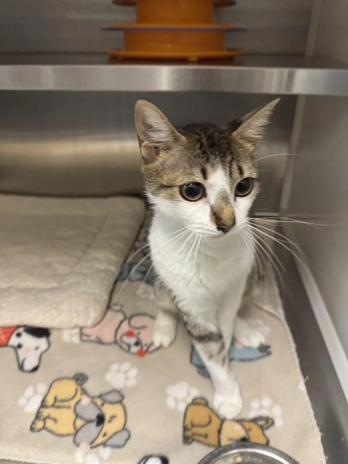 An adult small-sized female Domestic Short Hair cat named Miss Patty for adoption in Hilton Head Island, SC