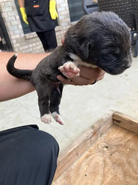 A baby large-sized female Mixed Breed dog named Margaret for adoption in Dallas, TX