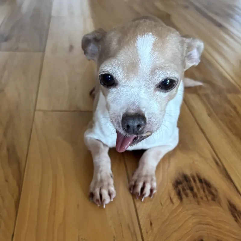 Mocha