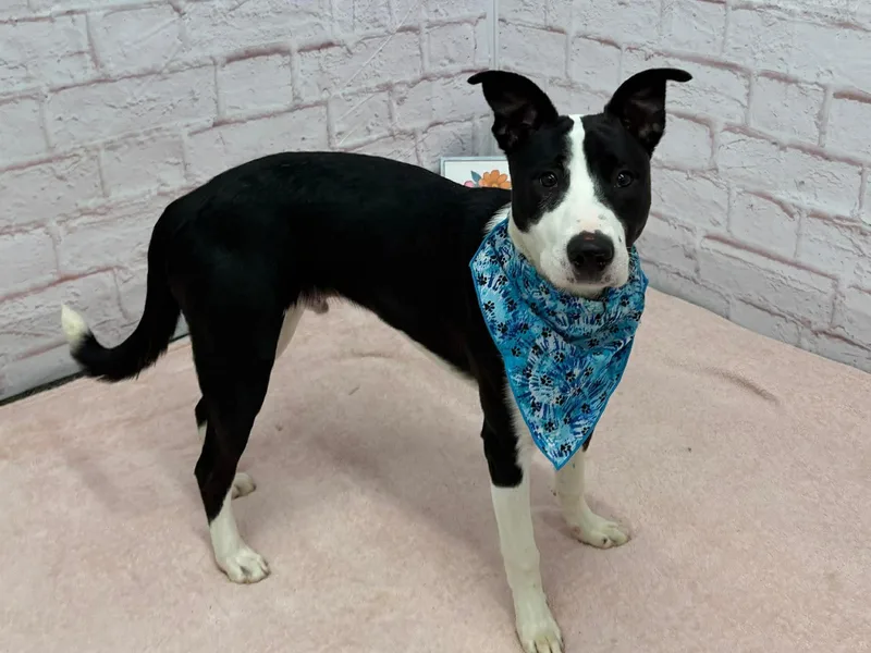 A baby medium-sized male Border Collie dog named Carl for adoption in Oxford, MI